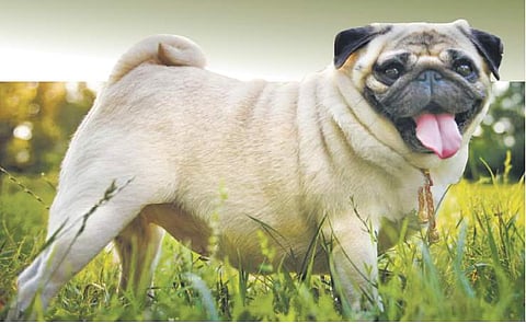 Why a flat skull may be bad for your dog