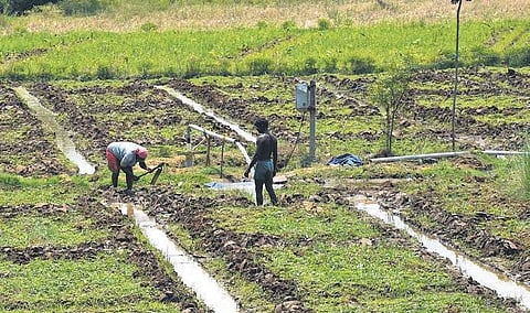 Farmers involving in preparatory works with the help of ground water as as Kuruvai season begins in Tiruchy on Wednesda | MK Ashok Kumar