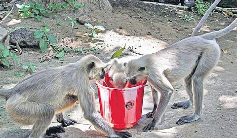Two simians drink water from a bucket to quench their thirst as temperatures soar due a heatwave affecting several parts of the country. | Express Photo Services