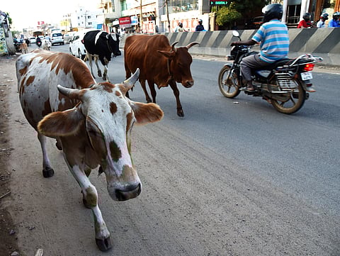 Image of Cows used for representational purpose only. (Photo| EPS)