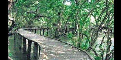 Coringa Wildlife Sanctuary near Kakinada beckons eco-tourists. (Photo | EPS)