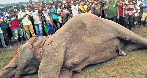The carcass of one of an electrocuted elephant in Jhargram district | Pranab Mondal