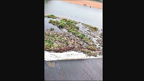 Pollution of Kathajodi river by civic body. (Photo I EPS )