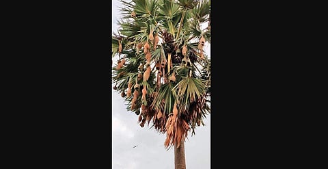 Ganjam reports rise in number of weaver birds.