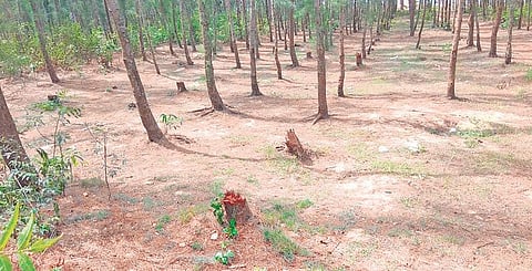 Casuarina forest at Dagra in Balasore district  | Express