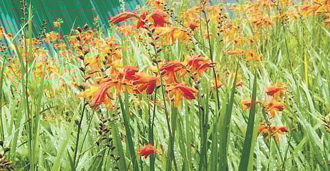 Crocosmia flowers bloom along a hill slope in Munnar | Express