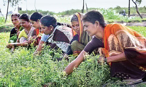 Lakshmi Marigouda works at the farm along with her self-help group members.The farm is located at a village in Raichur district | (Santhosh Sagar | EPS)