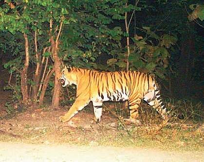 A camera trap picture of a tiger in Kawal Tiger Reserve (File Photo| EPS)