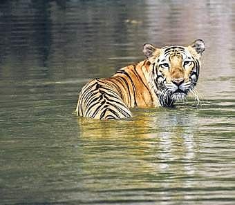 A tiger at Nehru Zoological Park in Hyderabad | vinay madapu