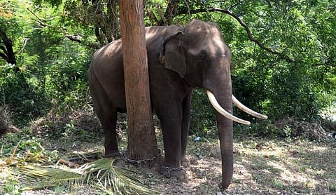 Tusker stops seer’s car for 30 minutes on road at MM Hills