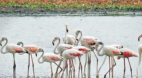 Extreme heat affects bird breeding in wetland