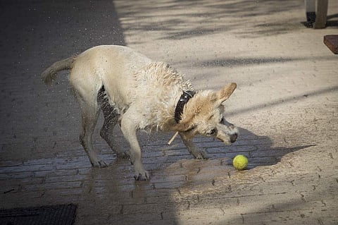 A dog shakes off at Parc de Sa Riera in Palma de Mallorca, on June 26, 2019 at the start of a heatwave tipped to break records across Europe (Photo | AFP)