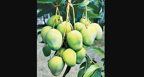 Arka Suprabath has been made by crossing four different mangoes