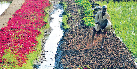 Amaranthus bordering paddy crops at  Punchakkari