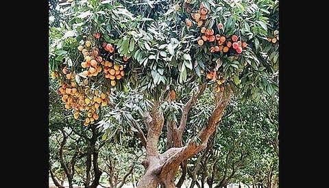 A litchi orchard in Bihar. (Photo | EPS)
