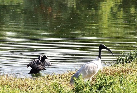 Puttenahalli lake  (Photo | S Manjunath, EPS)