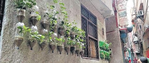 A vertical garden on the wall of a building in the Jama Masjid area | Ghazala Ahmad