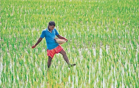 A farmer sprinkling fertiliser in his paddy field in Kendrapara district | ( Photo EPS )