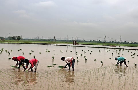 Shrinking fields dying yields