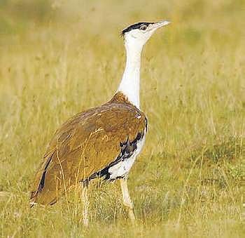 5 great Indian bustard eggs artificially hatched in Rajasthan