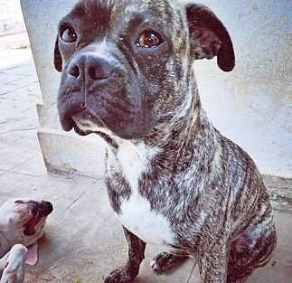 one-year-old pit bull, Tingu (Photo |EPS)