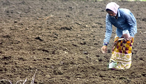 A women farmer seen sowing seeds. (File Photo | EPS)