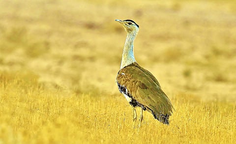 The Great Indian Bustard