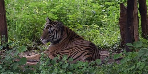 For representational purposes. (Photo| EPS)