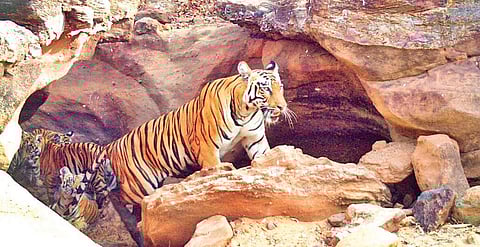 The increase in tiger population in Telangana is negligible when compared to states like MP &  Karnataka | express
