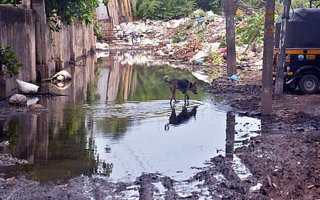 Waste disposed here at Kuriyathi in Thiruvananthapuram. (Photo | Vincent Pulickal, EPS)