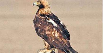 The imperial Eagle that was spotted  in Ballari| Pavan Yeragudi
