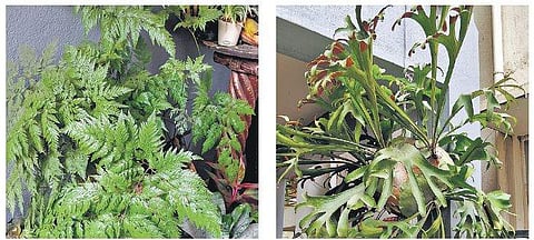 The all-time favourite ferns