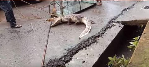 A video of the reptile emerging out of the drain has gone viral on the internet (Photo | YouTube screengrab)