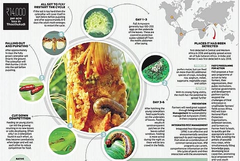 Because of their food preferences, Fall Armyworm larvae can wreak havoc on a  wide range of crops. Experts say the pest travelled from the Western Hemisphere  to Africa and later to India around 2016-18