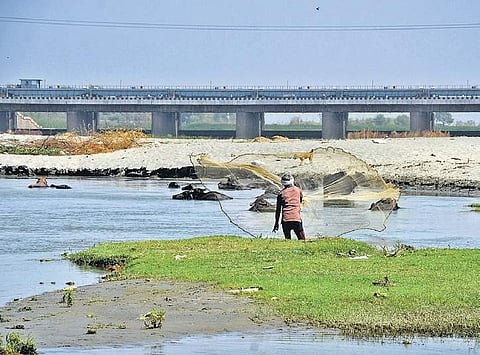 A view of 1,000 acre Yamuna River floodplain. ( Photo | Naveen Kumar)