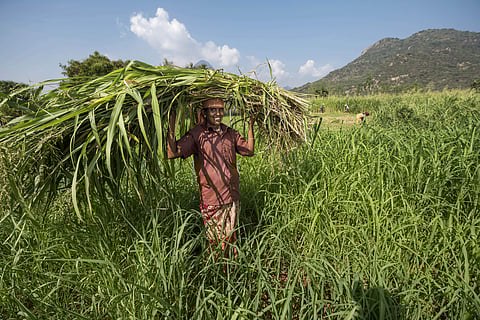 Image for representational purpose only. (Photo |A Raja Chidambaram, EPS)