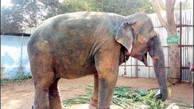 ‘11 elephants died in Karnataka camps in 1 year’