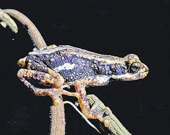 Malabar tree toad found in Udupi district | Manu B Nackathaya