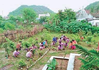 KGBV students attending to plants in the kitchen garden at Ichchapuram in Srikakulam district. (Photo | EPS)
