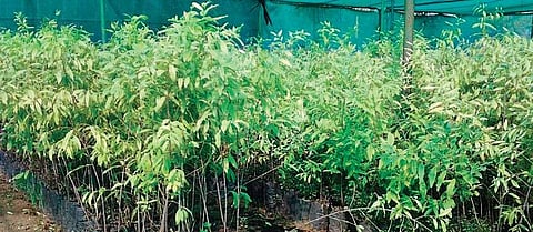 Sandalwood saplings in a nursery