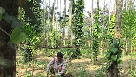 A farmer planting black pepper in his field. 