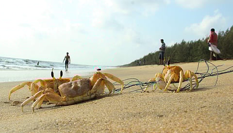 The legislator blamed crabs for breach in Ratnagiri's Tiware dam. (Photo | EPS)