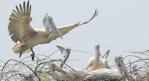 Conservation of ESZ in Tamil Nadu to get a boost