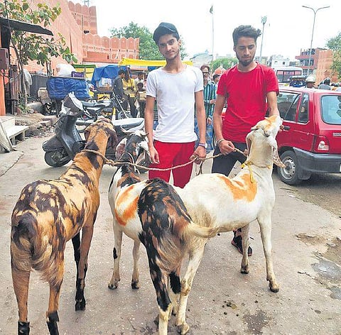 2000 goats are sold daily to other states