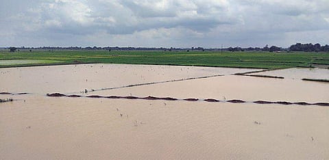 Paddy fields submerged in flood water at Chandili in Kotpad block