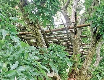 A watchtower set up on a tree to monitor movement of elephants at Saptasajya in Dhenkanal | Express