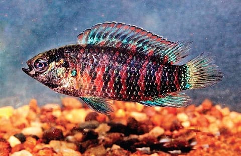 The Blue perch fish