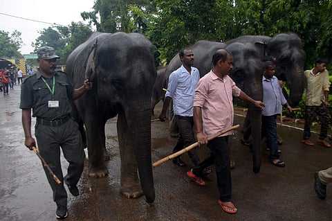 Nandankanan Zoological Park on Monday observed World Elephant Day. (Photo| EPS)