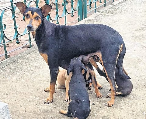 High time govt looked into dog management