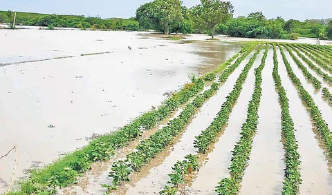 Crops submerged under floodwaters at Rajoli mandal in Jogulamba Gadwal district (Photo |EPS)